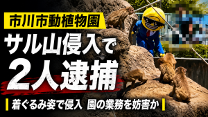 市川市動植物園のパンチくんサル山侵入事件を示す報道用イメージ