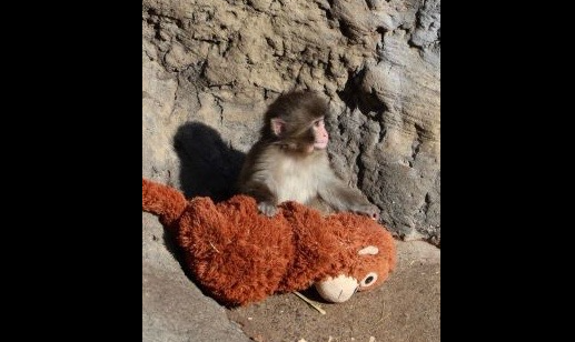 市川市動植物園のサル山侵入事案を示す動物園と警備強化のイメージ