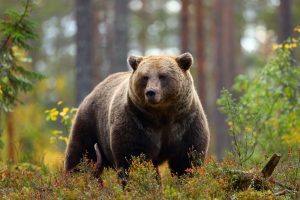 奥多摩町の六ツ石山周辺で登山中の男性がクマに襲われた事故を示す山岳地帯のイメージ