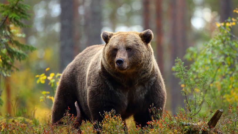 奥多摩町の六ツ石山周辺で登山中の男性がクマに襲われた事故を示す山岳地帯のイメージ