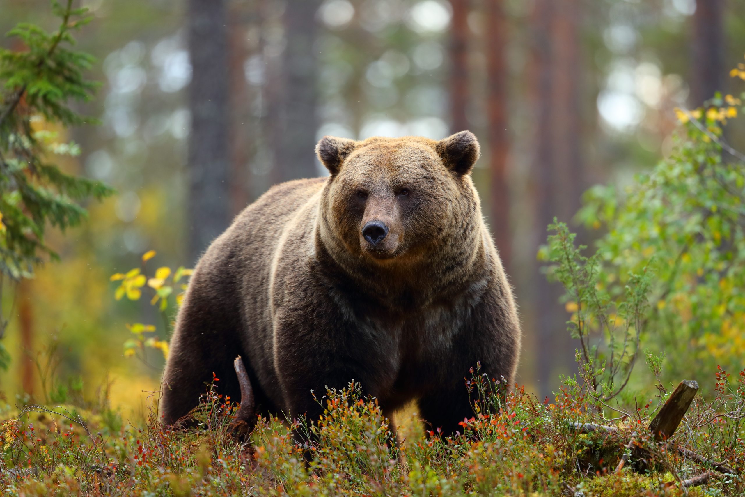奥多摩町の六ツ石山周辺で登山中の男性がクマに襲われた事故を示す山岳地帯のイメージ