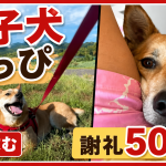 愛知県新城市の本宮山周辺で保護犬たっぴちゃんが行方不明となり謝礼金50万円で目撃情報を呼びかけていることを伝えるアイキャッチ