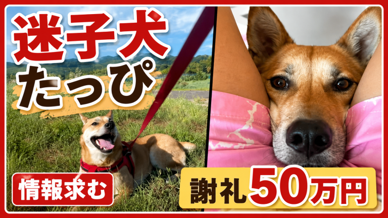 愛知県新城市の本宮山周辺で保護犬たっぴちゃんが行方不明となり謝礼金50万円で目撃情報を呼びかけていることを伝えるアイキャッチ