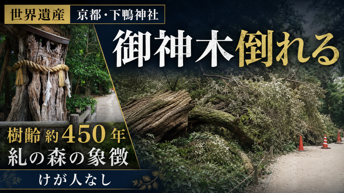 京都市左京区の下鴨神社で樹齢約450年の御神木が倒れたことを伝える報道アイキャッチ