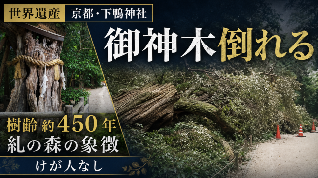 京都市左京区の下鴨神社で樹齢約450年の御神木が倒れたことを伝える報道アイキャッチ