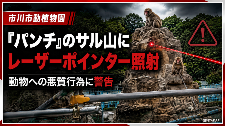 市川市動植物園のサル山で人気ニホンザルのパンチが暮らすエリアにレーザーポインターが照射された問題を伝える報道アイキャッチ