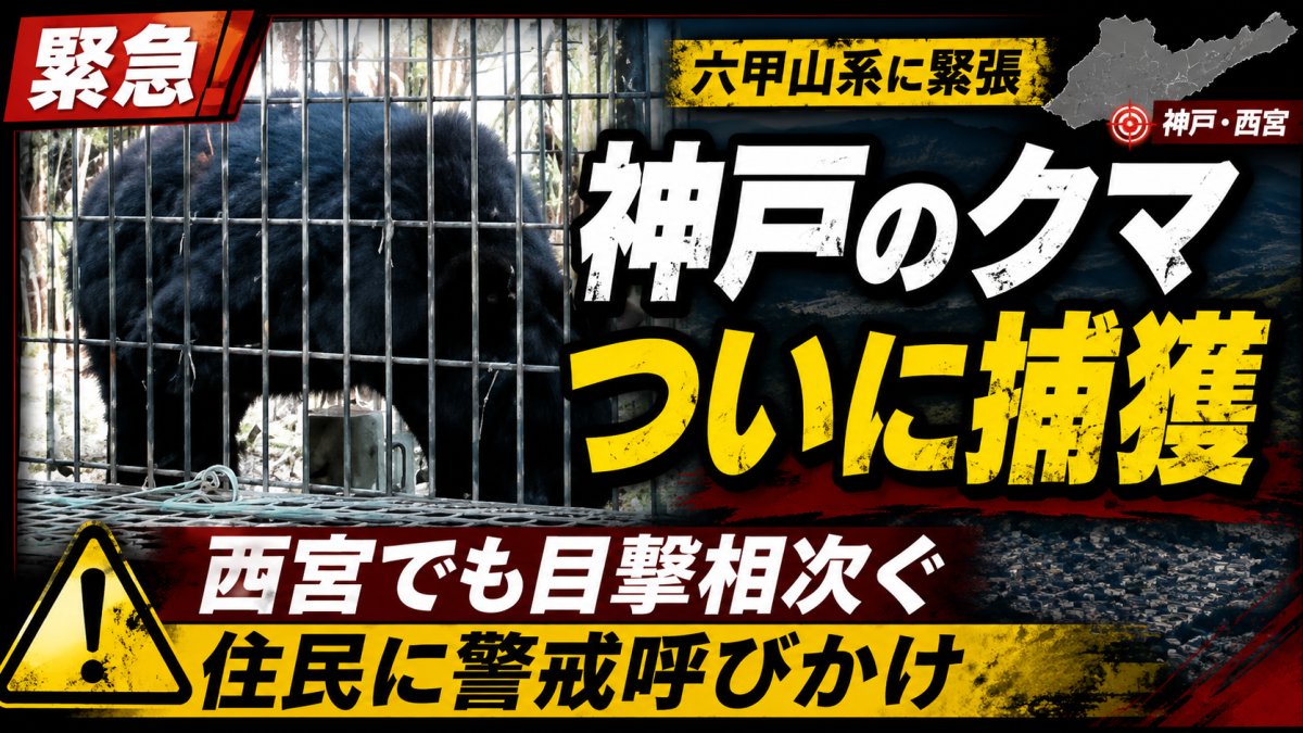 神戸市北区道場町で市内初のクマが確認され、西宮市名塩赤坂と名塩東久保付近でもクマの目撃情報が2件相次いだことを伝える報道アイキャッチ