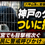 神戸市北区道場町で市内初のクマが確認され、西宮市名塩赤坂と名塩東久保付近でもクマの目撃情報が2件相次いだことを伝える報道アイキャッチ