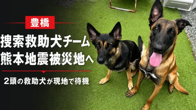 豊橋市を拠点とする捜索救助犬チームの救助犬2頭が、令和8年熊本地震の被災地での出動に備えて待機していることを伝える報道アイキャッチ