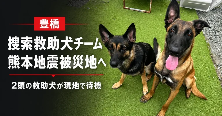豊橋市を拠点とする捜索救助犬チームの救助犬2頭が、令和8年熊本地震の被災地での出動に備えて待機していることを伝える報道アイキャッチ