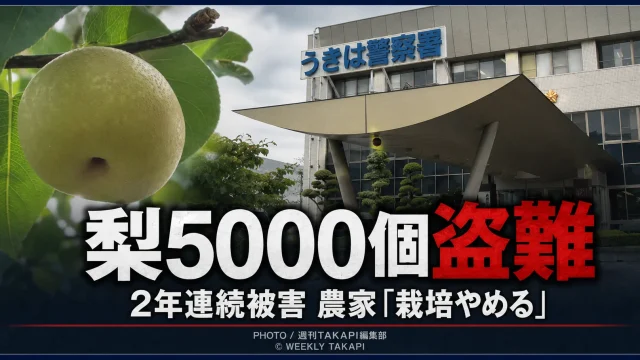 福岡県うきは市の梨農園で収穫直前の幸水約5000個が盗まれ、2年連続の被害を受けた農家が栽培断念を決めた事件を伝える報道画像