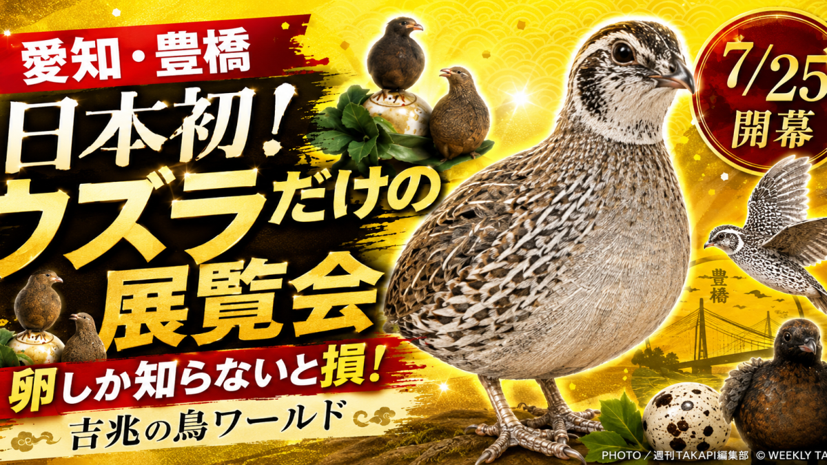 豊橋市美術博物館で開催される日本初のウズラだけの展覧会を紹介するエンタメ系アイキャッチ