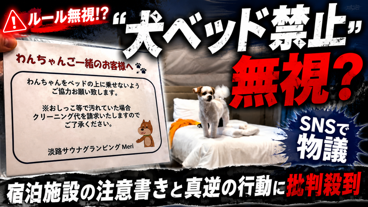 淡路島のグランピング施設で白い小型犬をベッドに乗せた投稿がSNSで炎上しているイメージ