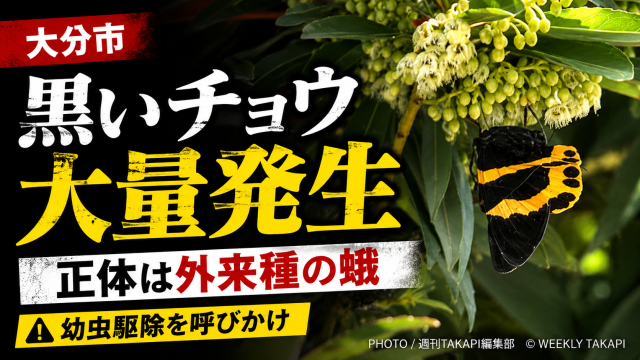 大分市で黒いチョウ大量発生　正体はキオビエダシャク