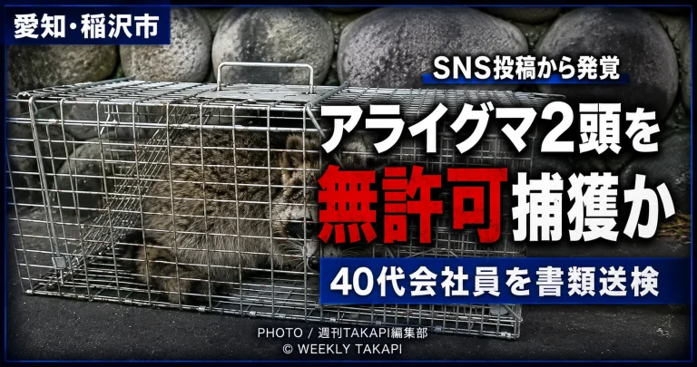 愛知県稲沢市の40代会社員が野生のアライグマ2頭を無許可で捕獲した疑いで書類送検