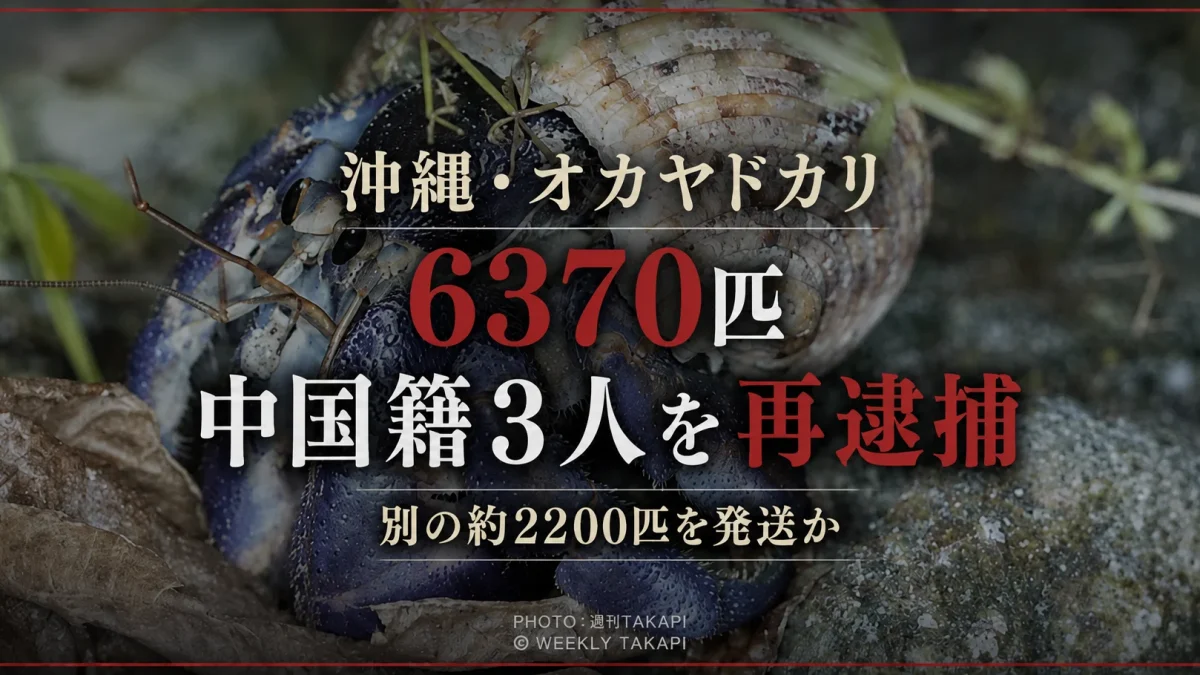 沖縄県で国指定天然記念物のオカヤドカリ類6370匹を違法に扱った疑いで中国籍の男3人を再逮捕