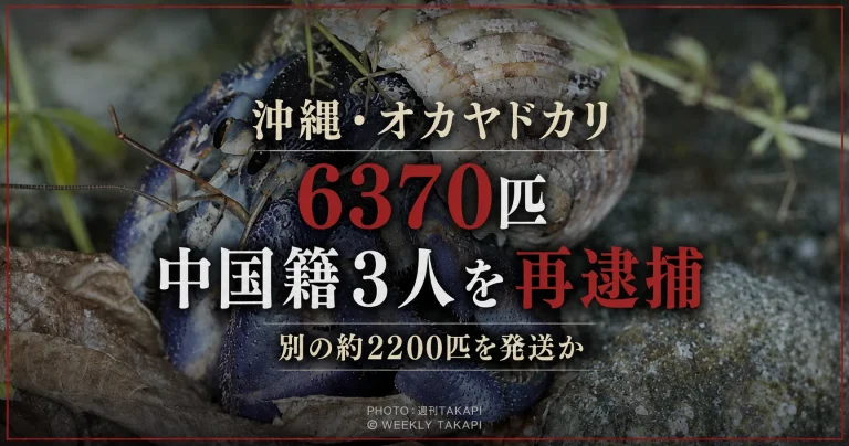 沖縄県で国指定天然記念物のオカヤドカリ類6370匹を違法に扱った疑いで中国籍の男3人を再逮捕