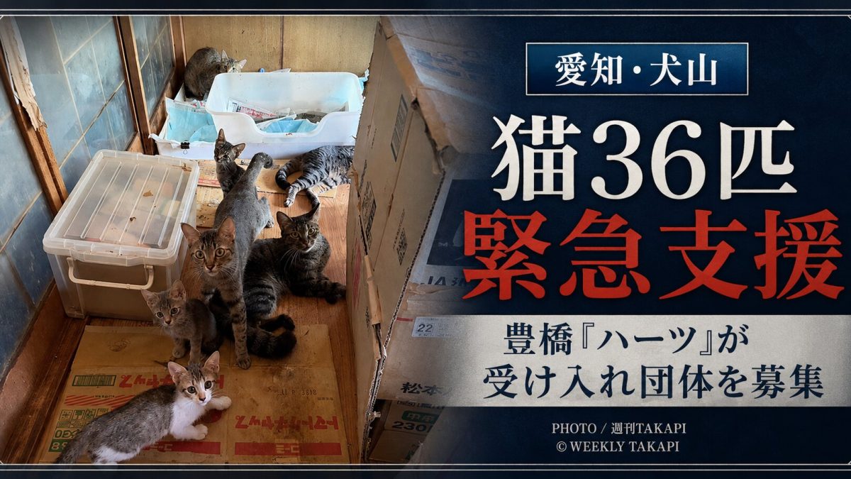 愛知県犬山市に残された猫36匹について豊橋市のハーツが緊急支援し受け入れ団体を募集していることを伝える週刊TAKAPIのアイキャッチ