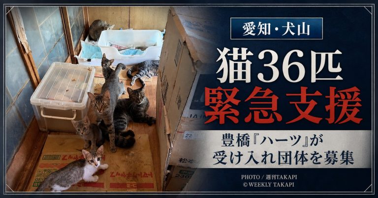 愛知県犬山市に残された猫36匹について豊橋市のハーツが緊急支援し受け入れ団体を募集していることを伝える週刊TAKAPIのアイキャッチ
