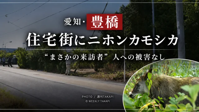 豊橋市平川本町の住宅街に出現した国の特別天然記念物ニホンカモシカ