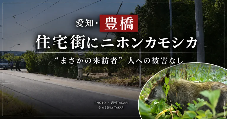 豊橋市平川本町の住宅街に出現した国の特別天然記念物ニホンカモシカ