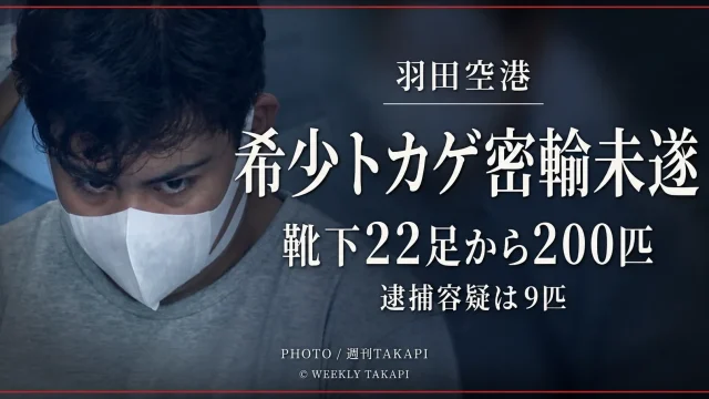 羽田空港で希少トカゲの密輸未遂事件が発覚し靴下22足から200匹が見つかったことを伝える文字アイキャッチ