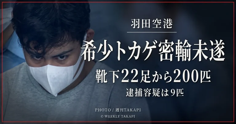 羽田空港で希少トカゲの密輸未遂事件が発覚し靴下22足から200匹が見つかったことを伝える文字アイキャッチ