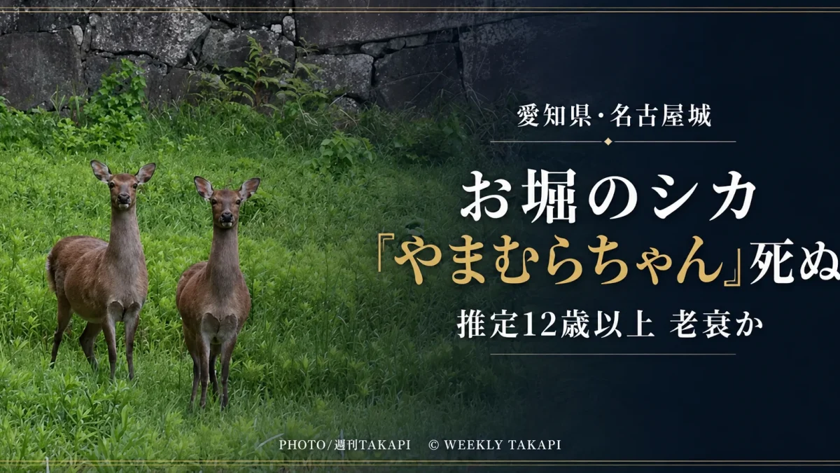 名古屋城のお堀で暮らしていたメスのホンシュウジカ「やまむらちゃん」が死亡したニュースの報道アイキャッチ