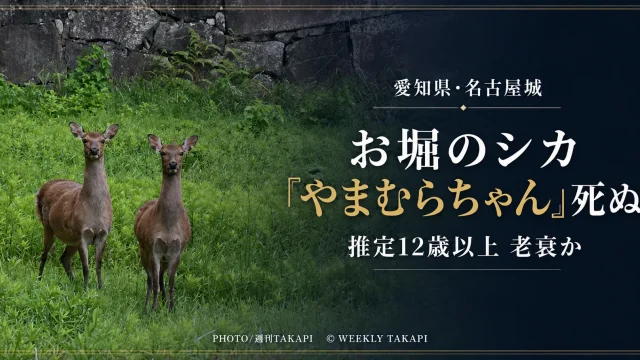 名古屋城のお堀で暮らしていたメスのホンシュウジカ「やまむらちゃん」が死亡したニュースの報道アイキャッチ
