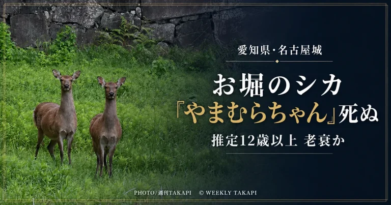 名古屋城のお堀で暮らしていたメスのホンシュウジカ「やまむらちゃん」が死亡したニュースの報道アイキャッチ