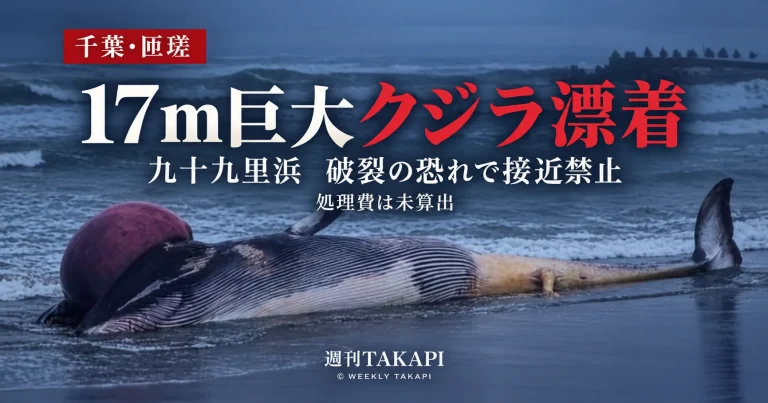 千葉県匝瑳市の九十九里浜に漂着した体長約17メートルのナガスクジラとみられるクジラを伝える報道画像