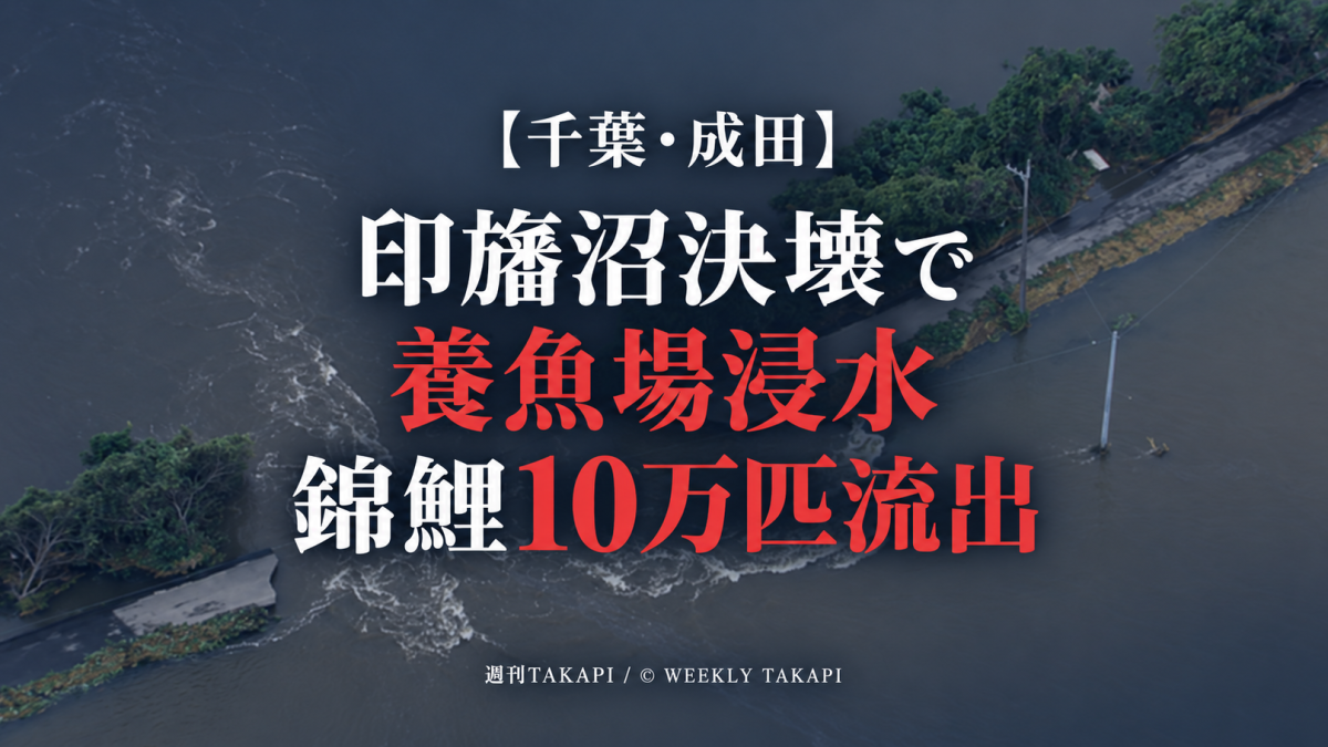 千葉県成田市の谷養魚場が印旛沼の堤防決壊で浸水し、錦鯉など約10万匹が流出した被害を伝える報道画像