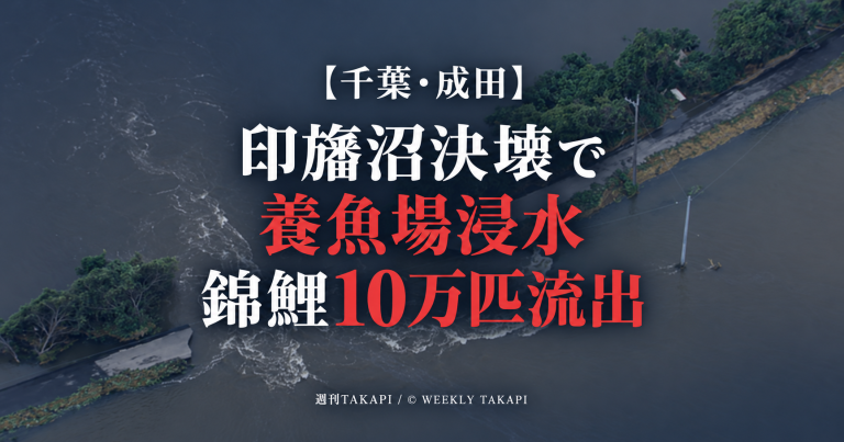 千葉県成田市の谷養魚場が印旛沼の堤防決壊で浸水し、錦鯉など約10万匹が流出した被害を伝える報道画像