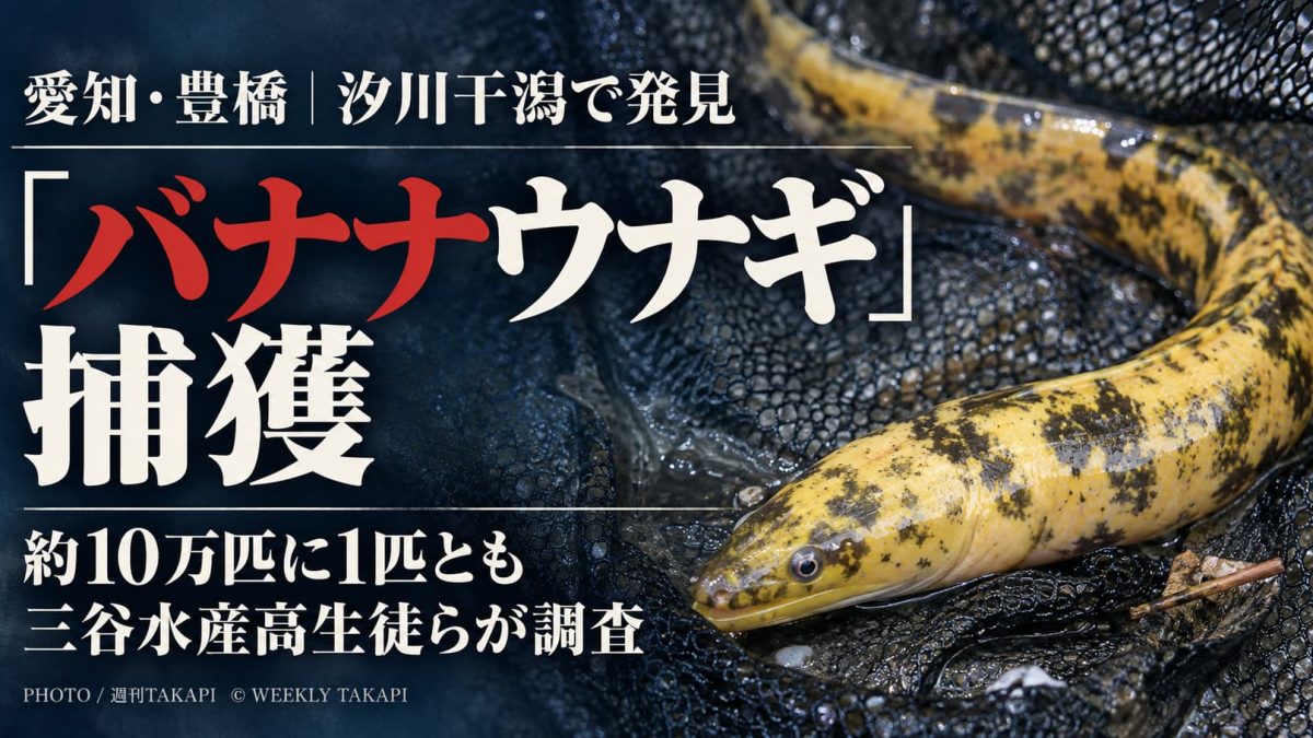 豊橋市の汐川干潟で三谷水産高校の生徒らが捕獲した珍しいバナナウナギについて伝える記事