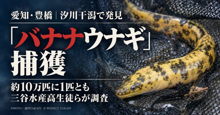 豊橋市の汐川干潟で三谷水産高校の生徒らが捕獲した珍しいバナナウナギについて伝える記事