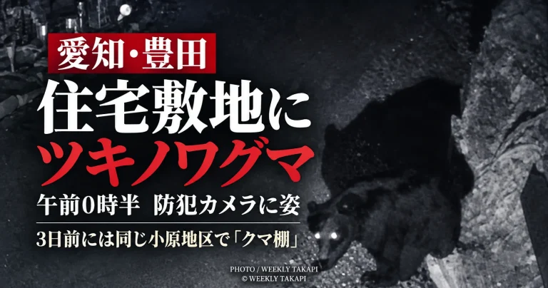 愛知県豊田市小原地区の住宅敷地にツキノワグマが出没し、防犯カメラに姿が映ったことを伝える週刊TAKAPIの報道アイキャッチ