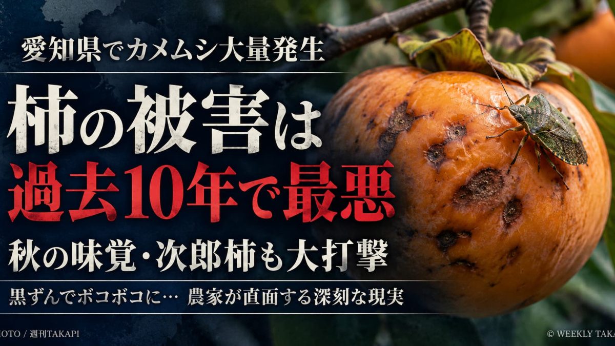 愛知県でカメムシ大量発生、柿の被害が過去10年で最悪に。豊橋市の次郎柿にも被害