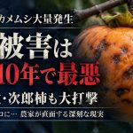 愛知県でカメムシ大量発生、柿の被害が過去10年で最悪に。豊橋市の次郎柿にも被害