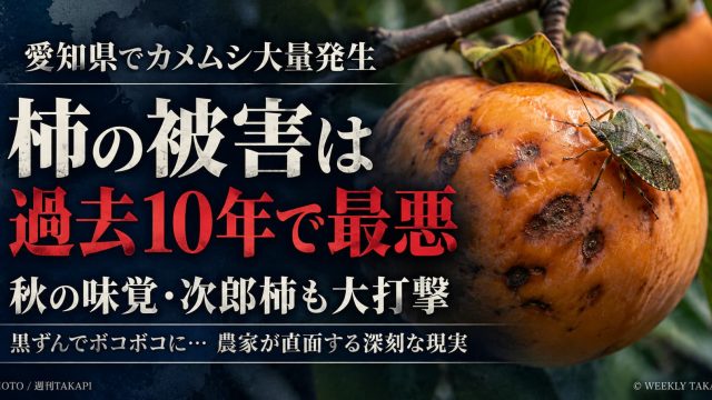 愛知県でカメムシ大量発生、柿の被害が過去10年で最悪に。豊橋市の次郎柿にも被害