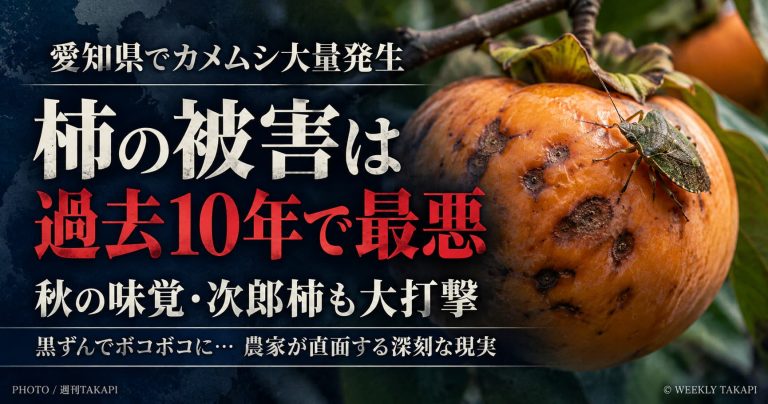 愛知県でカメムシ大量発生、柿の被害が過去10年で最悪に。豊橋市の次郎柿にも被害