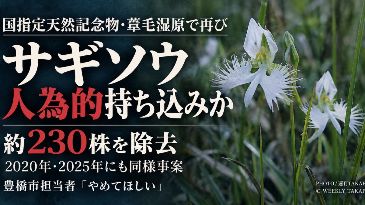 豊橋市の葦毛湿原で人為的に持ち込まれた可能性があるサギソウ約230株を除去