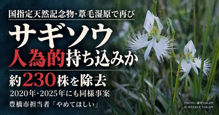 豊橋市の葦毛湿原で人為的に持ち込まれた可能性があるサギソウ約230株を除去